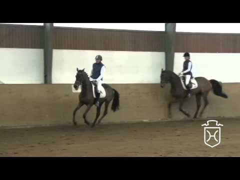 Holsteiner Stute von Diarado - Colman - Heraldik xx