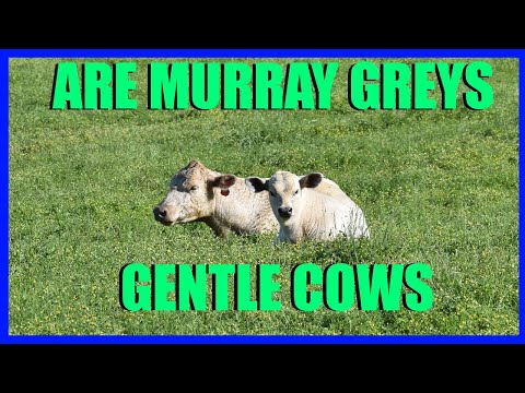 , title : 'Are Murray Greys Gentle Cows?'
