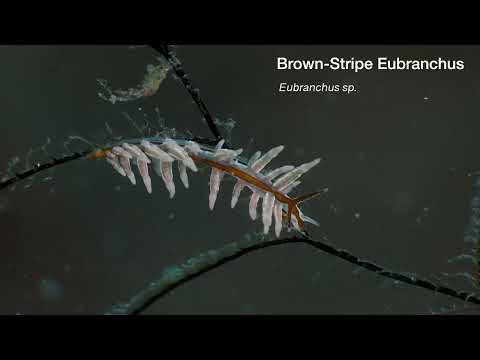 Bali Nudibranchs Part 2 - scuba diving video