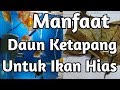 Manfaat Daun Ketapang Untuk Ikan Hias