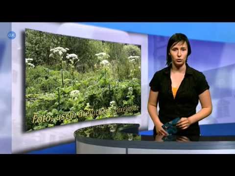 Neues für Gera und Umgebung (KW 31)