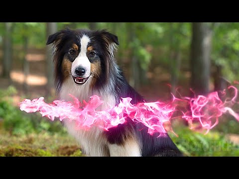 Los perros activos cometen un error horrible | Hijos De Perra | Clip en Español