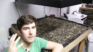 Common Reasons Your Seeds Are Not Germinating