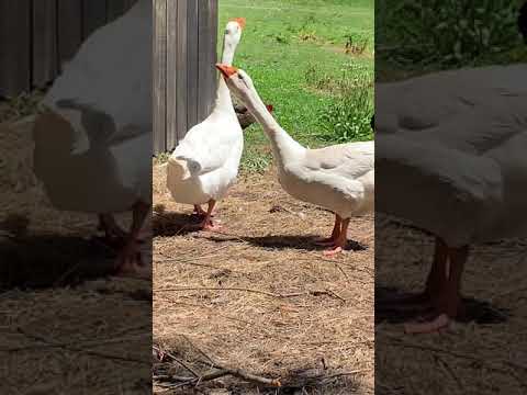 Goose gans // ganso oca