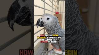 Scared of Hands - How to Begin Training a Parrot That is Completely Scared of Hands?