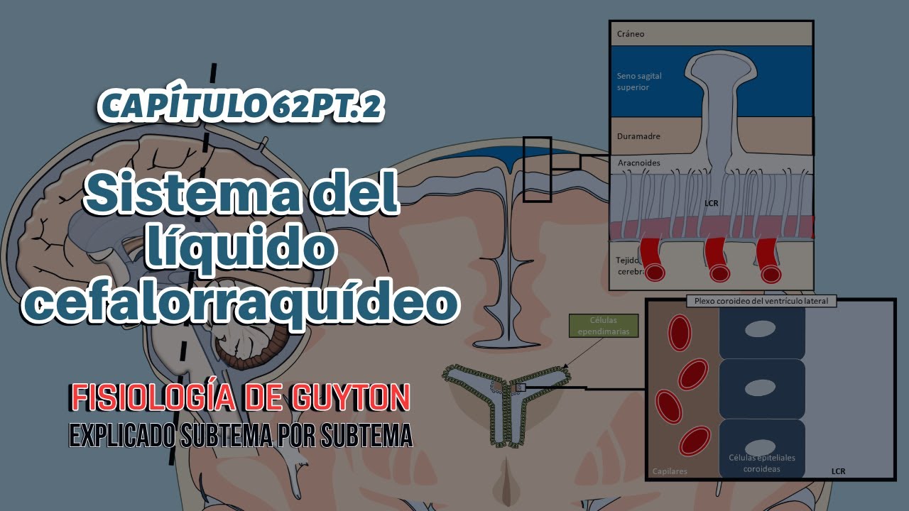 CAP 62 (2): Fisiología del líquido cefalorraquídeo