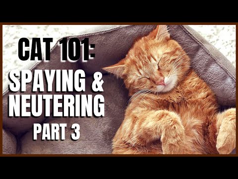 Cat 101: Spaying & Neutering (Part 3)