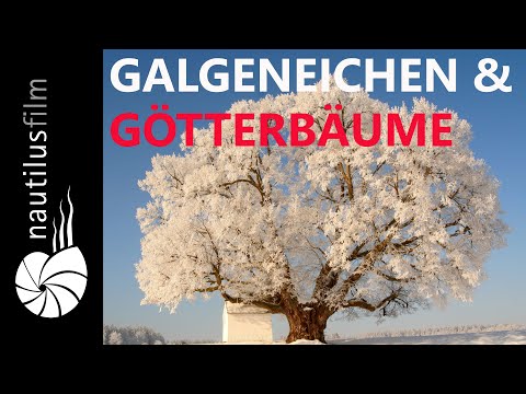 Deutschlands Älteste Bäume - Die Tausendjährigen (Teil 2) | Naturdokumentation | Jan Haft