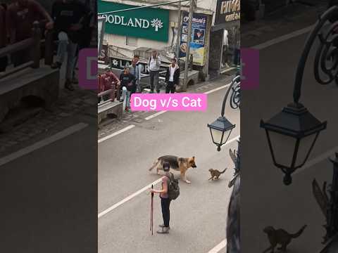 Dog Cat fight! #trending #shorts #dogs #cat #viral #funny