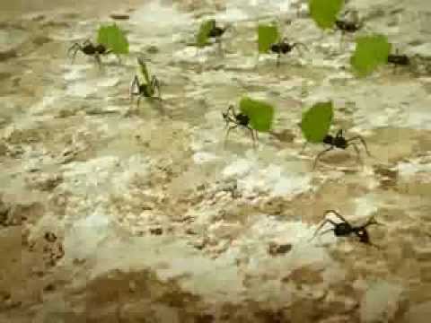 download lagu mp3 mp4 Ant Leadership, download lagu Ant Leadership gratis, unduh video klip Ant Leadership