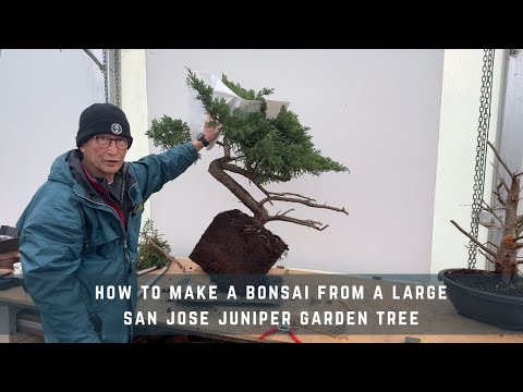 How To Make a Bonsai From a Large San Jose Juniper Garden Tree