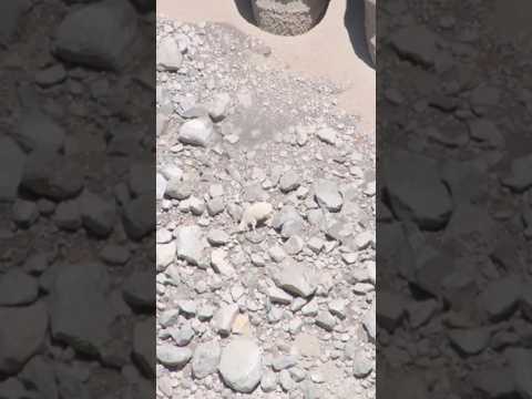 Goat Falls down Jagged Cliff #animals #wildlifevideo #viralvideo #wildanimals