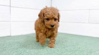 トイプードルの動画01