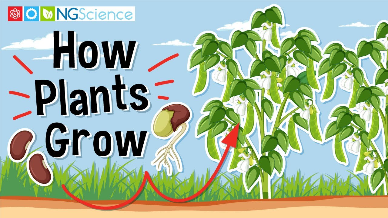 How do plants grow step by step? More REF