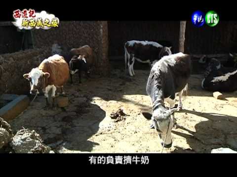 收青稞餵乳牛 體會藏族待客之道!