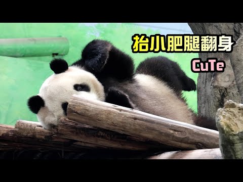 圓寶等無筍乾脆去睡,瞬間躺下抬小肥腿轉身超可愛😆|Giant Panda Yuan Bao,圆宝,貓熊,大貓熊,大熊貓