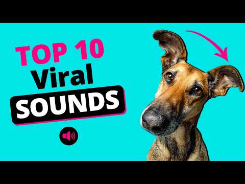 Dog Reaction Test - Top 10 Viral Sounds for Dogs 🐶