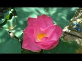 Lotus Flower পদ্ম ফুল Beautiful Lotus Flower Lotus Pond White Lotus Flower