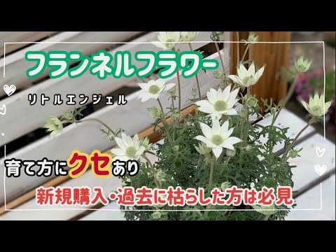 園芸 ミニチュアワックスフラワー、磁器フラワー