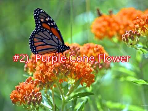 image-Can you plant a butterfly bush in a raised bed?