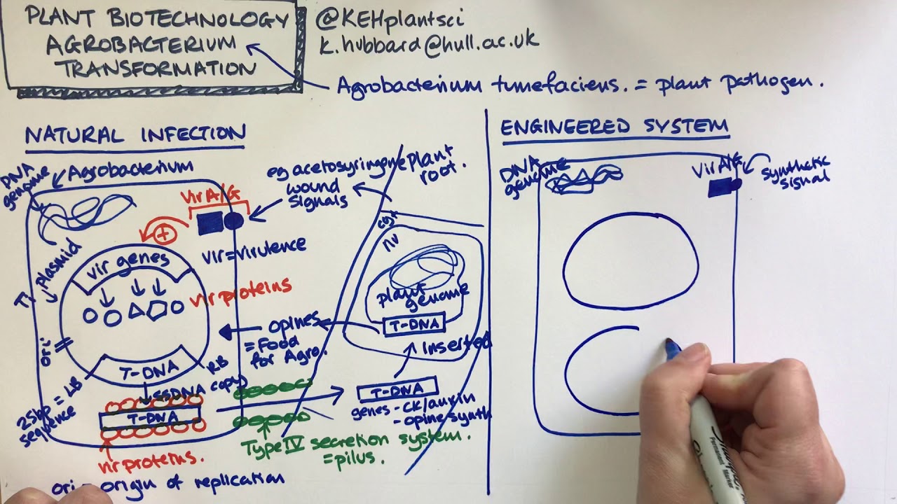 Plant biotechnology - Agrobacterium transformation