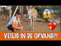Zwaargewonde ezel Stef gered! | DierenpraatTV
