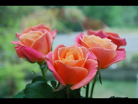 Tình thu vẫn hồng Sheet - Hà Thảo