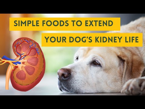 7 foods to slow kidney disease in dogs - essential kidney super boost foods