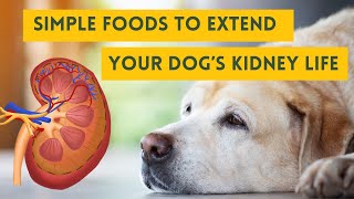 7 foods to slow kidney disease in dogs - essential kidney su
