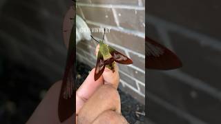Hummingbird Clearwing Moth Handling!