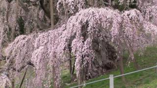 preview picture of video '三春の滝桜'