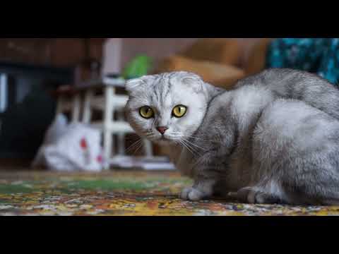 cats and cute 🥰 cats 😀🤩