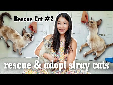 A Guide for How to Rescue Stray Cats and Introduce Cats to New Homes|We adopted stray cat #2!