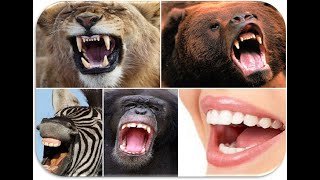 Di cosa si nutrono gli animali?