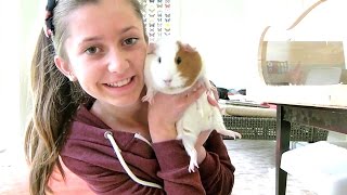 How To Clean a Guinea Pigs Cage | Step by Step Tutorial