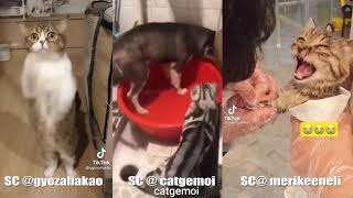 Download lagu Kucing koplo - Lagu Sanguan mp3