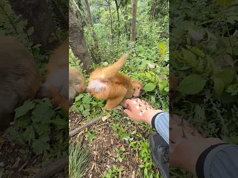 Careful Monkey Hero Rescues Like a Pro 🐒❤️ | Cute Monkey Daily Life