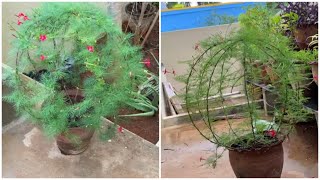 Unique way to grow cypress vine | Gardening ideas | Green globe