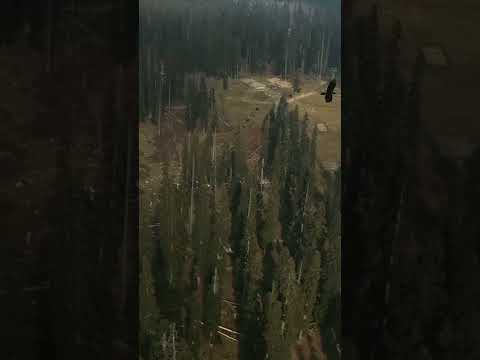 Exploring Gulmarg: Kashmir's Green Paradise | Lush Pine & Fir Forests | Kashmir Series Ep. 14