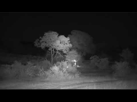 Hosana vs Egyptian goose (Guck dinner) Djuma Private Game Reserve 6-17-19
