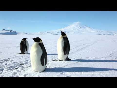 Emperor Penguins