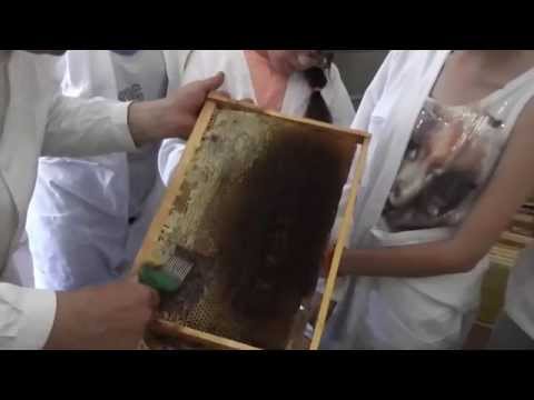 , title : '2 - Curs de apicultura pentru cei mici - Tinerii invatacei participa la extractia de miere de albine'