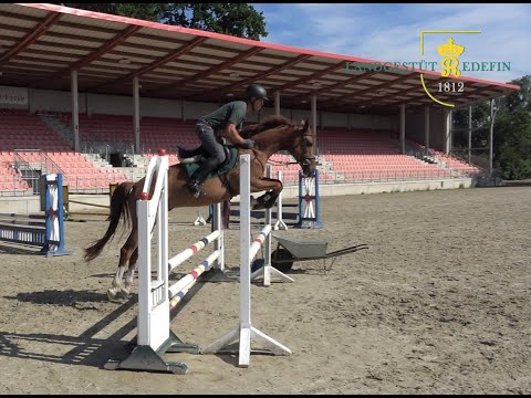 Balou Peggio - Silvio I , Hannoveraner, * 2017