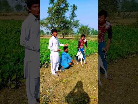 Zubair ka dog Fiaz pendo #very funny video #comedy video