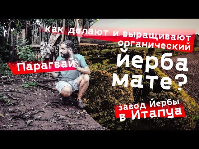 Парагвай. Как делают ЙЕРБА МАТЕ. Завод мате и органические плантации.