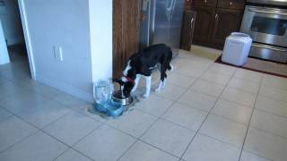 How I stopped puppy food aggression Border Collie