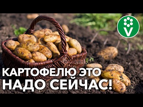 УРОЖАЙ КАРТОФЕЛЯ БУДЕТ БОЛЬШЕ, если сделаете так в августе! Всё об уходе за картофелем в конце лета!