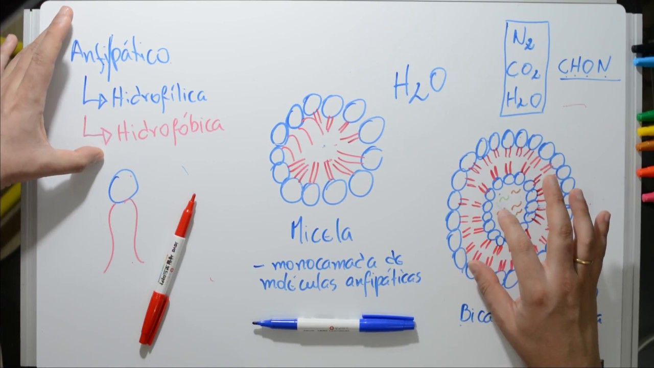 Transportes de Membrana - #01 Origem da bicamada lipídica - Fisiologia Celular