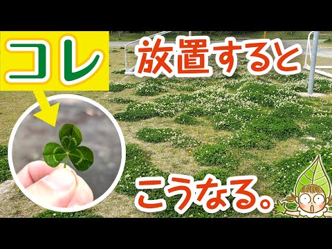 園芸 ニセ四つ葉のクローバー、カタバミ
