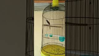 Download lagu suara burung ciblek sawah jantan usia 3 bulan mp3 Download lagu suara burung ciblek sawah jantan usia 3 bulan mp3